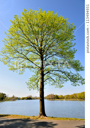 Mizumoto Park: Beautiful tulip trees with fresh green leaves 113494931