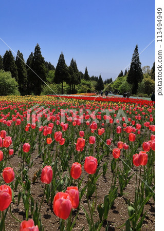 九重花卉公園的鬱金香花田 113494949