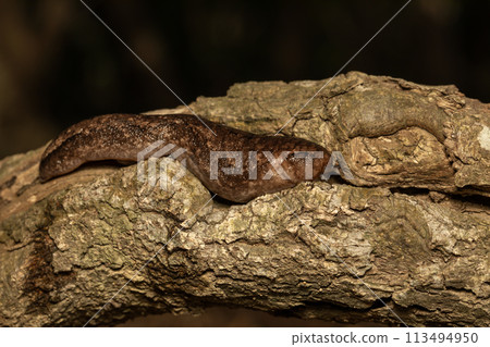 Slug Slug 113494950