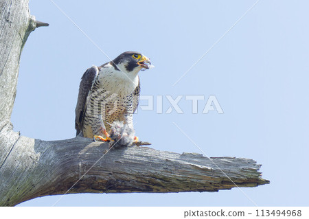 Peregrine Falcon eating on a tree Peregrine Falcon eating on a tree 113494968