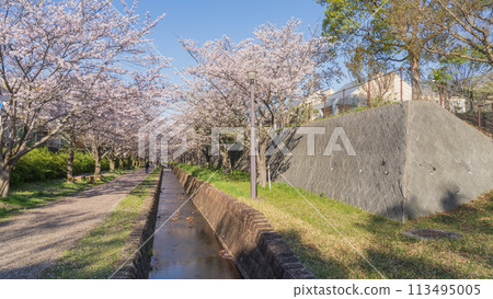 [Chiba City, Chiba Prefecture] Oyumino Shiki Road / Oyumino Road (near Ariyoshi Park) and cherry blossom trees 113495005