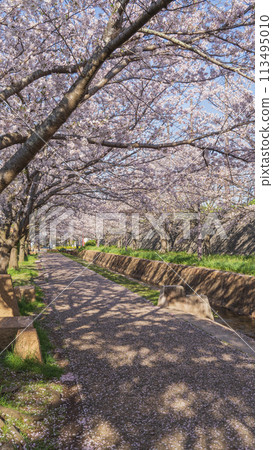 [千葉縣千葉市]大湯野四季路/大湯野路與櫻花樹 113495010