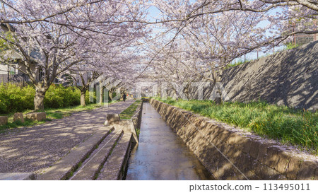 [千葉縣千葉市]大湯野四季路/大湯野路與櫻花樹 113495011