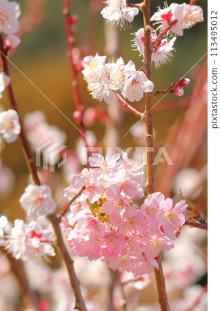 Kawazu cherry blossoms and plums 113495012