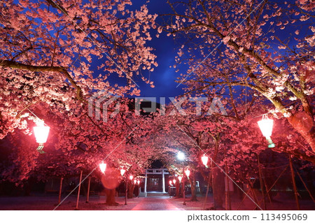 Cherry blossoms at night 113495069