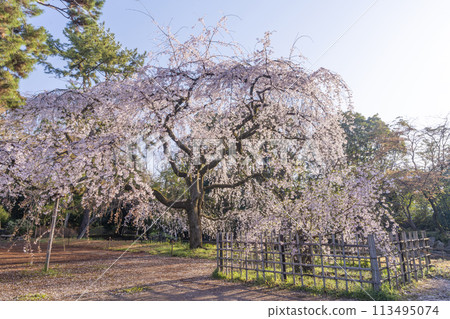 Kyoto Imperial Palace: Weeping cherry tree (itozakura) at the site of the Konoe residence 113495074