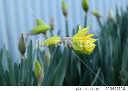 黃水仙花 黃水仙花 113495118
