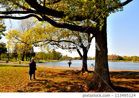 Mizumoto Park: Beautiful camphor trees with fresh green leaves Mizumoto Park: Beautiful camphor trees with fresh green leaves 113495124