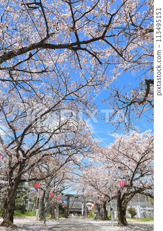 在神社的櫻花樹 113495151