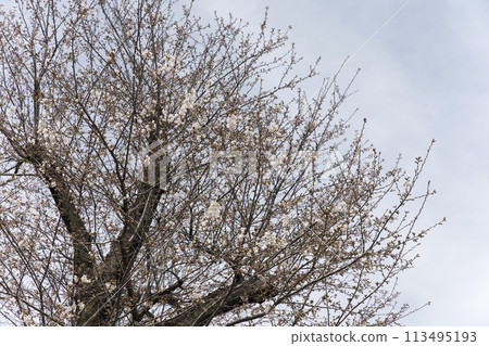 剛盛開的櫻花已經開始綻放 113495193