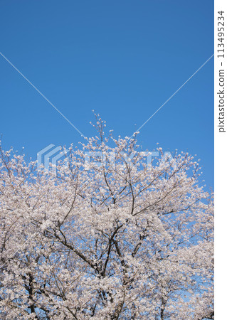 Cherry blossoms in full bloom and blue sky 113495234