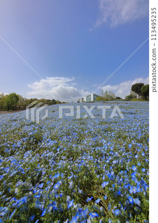 Nemophila in Ruru Park 113495235