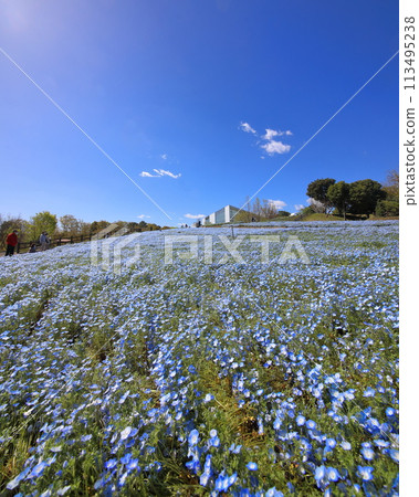 Nemophila in Ruru Park Nemophila in Ruru Park 113495238