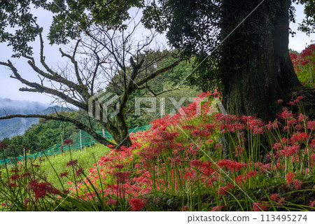 群集孤挺花 113495274