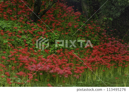 Cluster of cluster amaryllis Cluster of cluster amaryllis 113495276