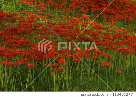 群集孤挺花 113495277