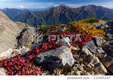 Autumn foliage of Mt. Senjogatake in the Southern Alps, Mt. Fuji, Mt. Kitadake and Mt. Ainodake 113495287
