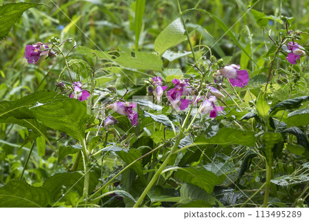 鶴船莊被雨淋濕了 113495289