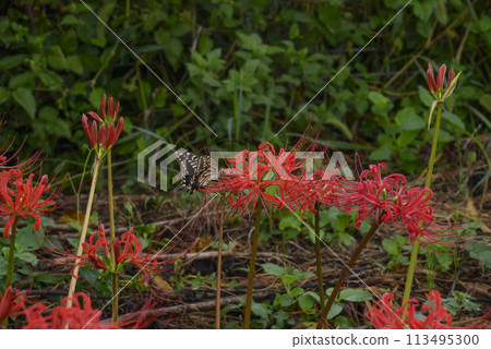Butterflies and amaryllis 113495300