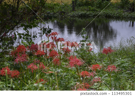 Butterflies and amaryllis 113495301
