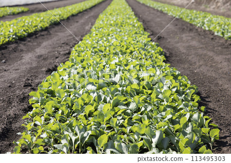 Image of growing cabbage seedlings 113495303