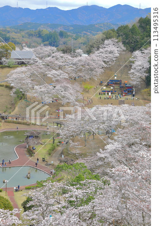 Cherry blossoms of Yoshishiroku Land 113495316