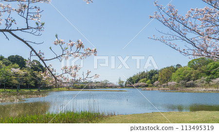 【千葉縣千葉市】思池公園櫻花盛開 113495319