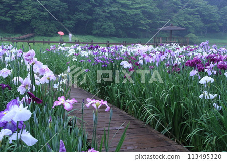 Iris garden in the rainy season Iris garden in the rainy season 113495320
