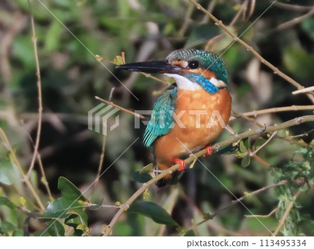 Kingfisher perched on a winter tree branch 113495334
