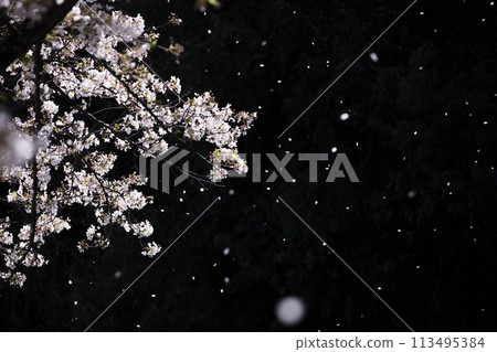 櫻花雪圖像 113495384