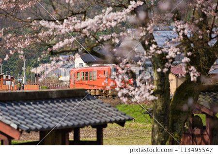 Ichijodani Asakura Clan Ruins with cherry blossoms in full bloom 113495547