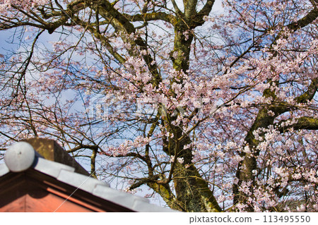 Ichijodani Asakura Clan Ruins with cherry blossoms in full bloom Ichijodani Asakura Clan Ruins with cherry blossoms in full bloom 113495550