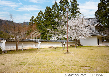 兵庫縣豐岡市，出石城跡、本丸跡櫻花盛開 113495639