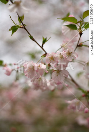 葉櫻 葉櫻 113495640