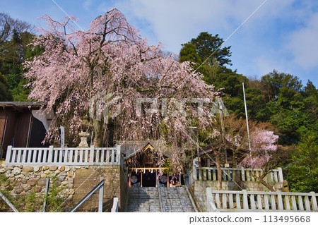 櫻花和黑龍神社 113495668