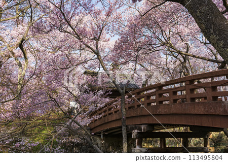 高遠城遺址 旺橋橋盛開 高遠城遺址 旺橋橋盛開 113495804