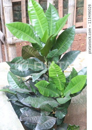 Garden croton tree plant on farm Garden croton tree plant on farm 113496026