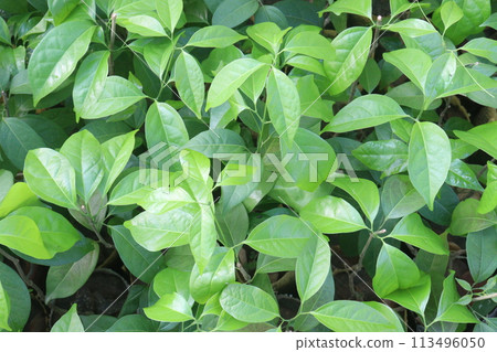 Gardenia jasminoides flower plant on farm 113496050