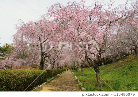 Scenery of the cherry blossom festival at Hitachi Fudoki Hill, where pale pink weeping cherry blossoms are in full bloom 113496079