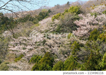 野櫻花盛開的高峰平澤林道風景 野櫻花盛開的高峰平澤林道風景 113496116