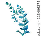Lush green eucalyptus branches and leaves 01 113496275