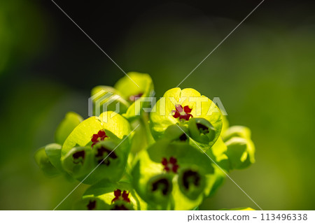 大戟花盛開 113496338