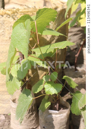 Grape plant on farm for sell Grape plant on farm for sell 113496341