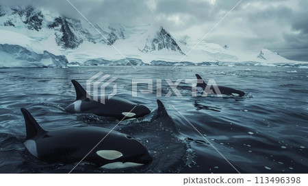 Pod of Orca Whales Swimming in the Ocean - Stock Illustration ...
