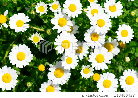 白花在花床上 113496438