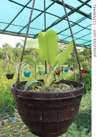 Green Arrow arum plant on hanging pot 113496442