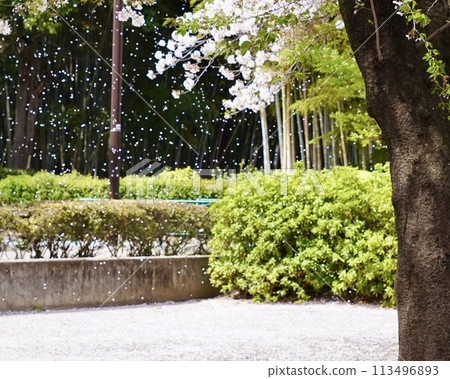 Cherry blossoms blowing in the spring breeze 113496893