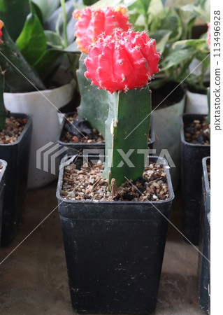 gymnocalycium mihanovichii cactus on pot in farm 113496928
