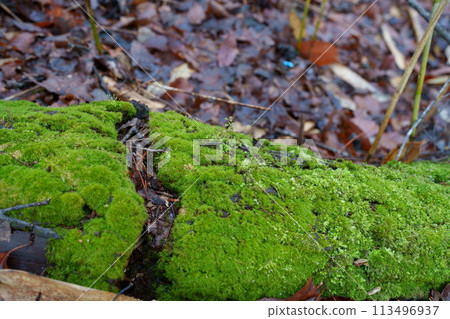 在森林裡的苔蘚 113496937