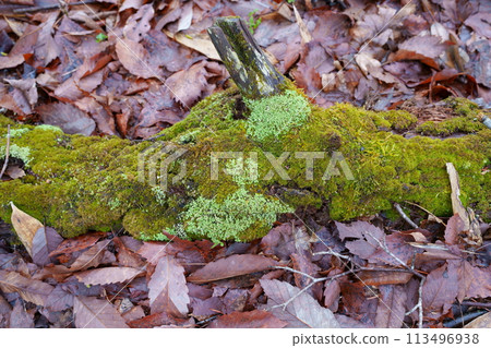 在森林裡的苔蘚 113496938